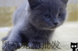 黑猫宠物批发英短蓝猫活体英国短毛猫 蓝猫宝宝 纯种 两个月
