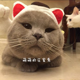 韩式可爱宠物狗狗小型犬猫猫咪变身帽子头饰头套招财猫 泰迪加菲