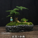 创意个性苔藓微景观微型盆景文竹盆栽盆景办公室桌面生日礼物摆件