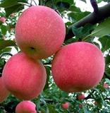 山东特产农家院绿色脆甜新鲜水果红富士苹果10斤包邮