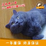 【代售】英国短毛猫蓝猫成猫弟弟纯种宠物活体可乐-已被预定