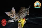 孟加拉豹猫幼猫金豹豹点弟弟活体包健康100%实物拍摄豹花玫瑰花