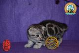 美国短毛 出售中小猫折耳纯种美短幼猫 活体宠物猫 赛级证书 折耳