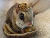 飞鼠活体 鼯鼠宠物 健康活泼 小飞鼠宠物 日本飞鼠 萌宠