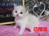 实物拍摄纯种布偶猫八字对称蓝双色妹妹MMV字脸脸型甜美宠物猫咪