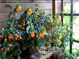 桌面花卉绿植盆栽【金鱼吊兰】 袋鼠花 非常可爱的植物净化空气