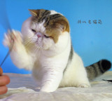 浙北名猫苑 CFA异国短毛猫 加菲猫 宠物猫 种猫 赛级家养纯种
