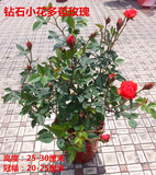 四季开花月季小叶玫瑰盆栽花卉室内带花盆绿植鲜花植物花苗包邮