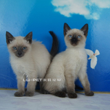 出售泰国暹罗猫 泰国短毛暹罗猫咪 宠物猫支持支付宝