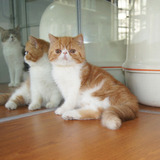 宠物加菲猫 纯种加菲猫 异国短毛猫 红虎斑加菲猫短毛猫 保健康