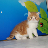 红虎斑加白加菲猫 异短异国短毛猫 宠物猫纯种加菲猫保健康