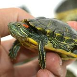 巴西龟彩龟乌龟活体宠物龟水陆龟招财龟红耳龟情侣龟大小观赏乌龟