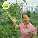 广东有机蔬菜时令新鲜嫩豆角 无公害蔬菜长豆角青菜农家肥在撇