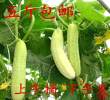 山东烟台海阳农家无农药新鲜有机蔬菜水果白玉黄瓜促销5斤包邮