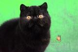 BLACKCATS --国外血统 异国短毛猫 加菲  异短 波斯猫 纯黑色DD