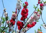 出售 五色碧桃 五彩碧桃 观赏型桃花 树苗 一棵树上五种花色 包邮