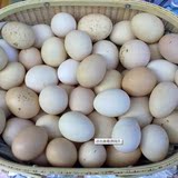 鸽子蛋 新鲜 白鸽蛋农家散养宝宝营养辅食鸽蛋鸽子蛋30枚包邮