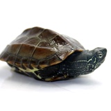包邮！中华金线草龟4-10厘米批发墨龟外塘草龟宠物龟活体乌龟活体