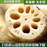 野生莲藕 农家特产有机新鲜蔬菜 粉糯香甜 650g 带泥藕北京当日达