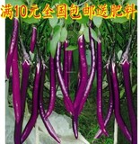 正品蔬菜种子春季种 茄子种子 杭茄一号紫红长茄四季盆栽蔬菜种