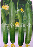 山东蔬菜种子 精选特长香丝瓜 美容佳品 蔬菜种子庭院种植 约20粒