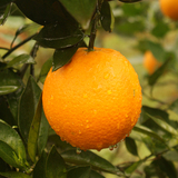 夏橙新鲜水果5斤橙子超赣南脐橙冰糖橙孕妇水果甜橙子榨汁