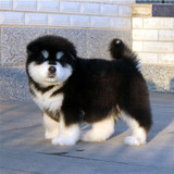 阿拉斯加雪橇幼犬出售,全国高品质西伯利亚犬活体宠物狗狗包健康