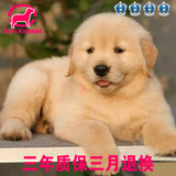 金毛犬幼犬出售 合适家养高品质纯种宠物狗挑选 狗狗有健康保障