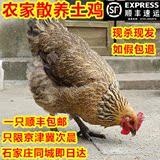 农家散养土鸡老母鸡 散养鸡 走地鸡 月子鸡4-5斤现杀现发 1只包邮