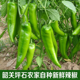 韶关坪石农家自种新鲜蔬菜青辣椒土特产农产品有机菜嫩辣椒