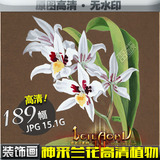 神采兰花高清植物花卉图片素材手绘欧美式小清新装饰画图库ZS023