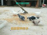 鸽子农家散养乳鸽五谷杂粮喂养新鲜营养美味鸽子肉现杀真空包装