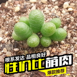 韩国进口 多肉植物 绿龟之卵 绿龟卵 多肉小苗 绿植盆栽 绿龟蛋