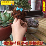 【潘多拉】泰迪 泰迪犬 纯种泰迪/泰迪 幼犬/泰迪熊/玩具泰迪狗狗