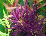 成都水草专卖~紫三角叶,红百叶，紫百叶 中后景水草（棵）