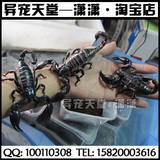 包邮10-15cm活体雨林蝎子宠物蝎亚洲雨林蝎假帝王蝎成体送饲养册