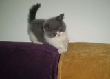 骏鹏家养名猫馆☆超级可爱的蓝白双色英国短毛猫 出售