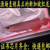 正宗新加坡红龙鱼活体号半红龙鱼红尾金龙鱼鱼苗热带鱼观赏鱼包邮