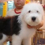 北京犬舍出售纯种古代牧羊犬 古牧幼犬健康狗狗 白头通背实拍