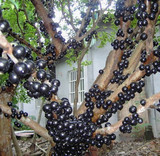 特价 树葡萄 葡萄树苗 嘉宝果 盆栽 果树苗 当年结果 庭院植物