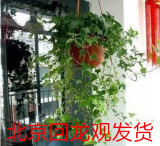 室内花卉盆栽常春藤 办公室植物去甲醛净化空气 真正北京发货