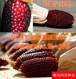 【水果—草莓玉米种子】 鲜食水果玉米种子 可以盆栽 好吃 15粒