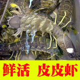 北京闪送鲜活海鲜皮皮虾 琵琶虾虾爬子富贵虾只只饱满12-15/1斤