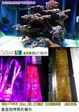 【Kaiser LED】海水珊瑚 ATS UAS  藻缸 育苗 多肉 红蓝 补光灯