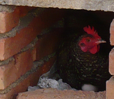 芦花鸡种蛋 受精草鸡蛋 受精土鸡蛋 汶上原产地 纯种芦花鸡