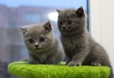 【上海自家】英国短毛猫 纯种英短蓝猫 你还等什么 纯色