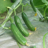 荷兰小黄瓜 青瓜 蔬果种子 5粒 四季可播蒂洲园艺一年生国产简单