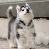 合肥本地宠物狗出售 哈士奇雪橇犬 纯种幼犬 蓝眼睛 三把火 赛级x