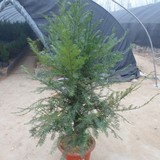 圣诞树室内盆栽植物 红豆杉 树苗长寿树 四季常青植物实物图片