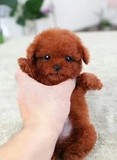 正品 狗狗贵宾出售泰迪犬小型家庭用品宠物狗 证书玩具疫苗活体1